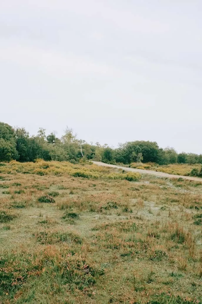 Le terrain avant le chantier, en friche