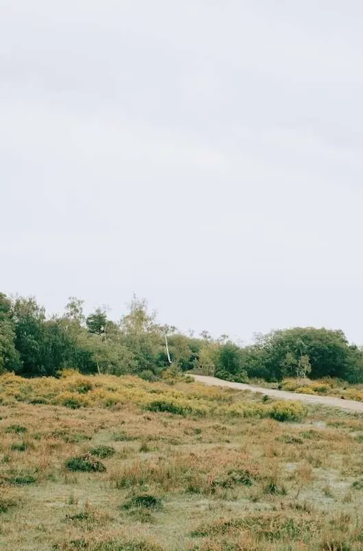 Vue du terrain vierge depuis la rue, avant les travaux